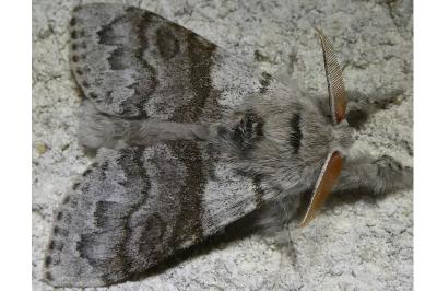 <i>Calliteara pudibunda</i>