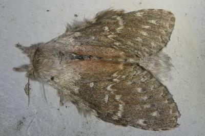 <i>Stauropus fagi</i>