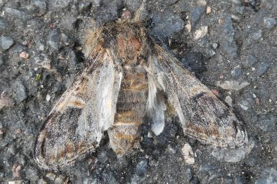 <i>Notodonta tritophus</i>