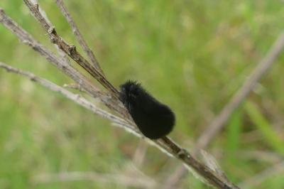 <i>Epichnopterix</i>