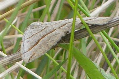 <i>Scotopteryx</i>