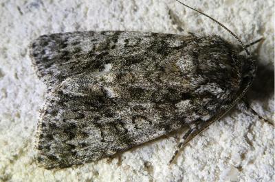 <i>Acronicta rumicis</i>