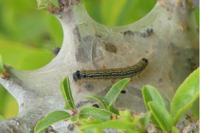 Malacosoma neustria