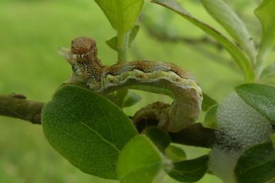 <i>Erannis defoliaria</i>