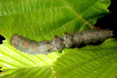 <i>Phigalia pilosaria</i>