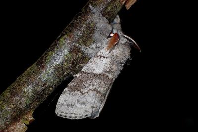 <i>Calliteara pudibunda</i>