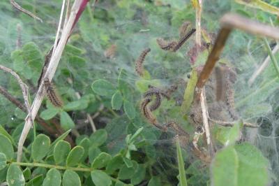 <i>Araschnia levana</i>