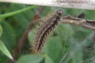 <i>Araschnia levana</i>