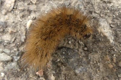 <i>Phragmatobia fuliginosa</i>
