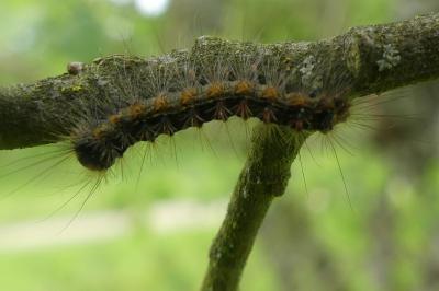 <i>Lymantria dispar</i>