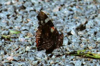<i>Vanessa atalanta</i>