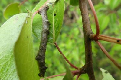 <i>Phigalia pilosaria</i>