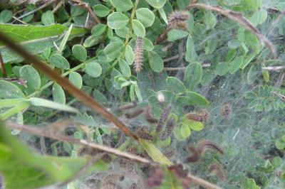 <i>Araschnia levana</i>