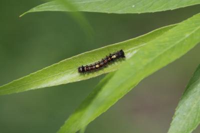 <i>Lymantria dispar</i>
