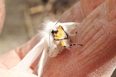 <i>Diaphora mendica</i>