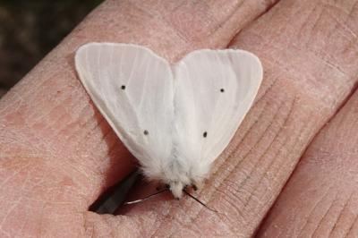 <i>Diaphora mendica</i>