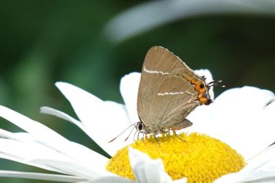 <i>Satyrium w-album</i>
