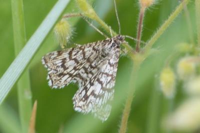<i>Chiasmia clathrata</i>