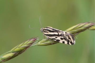 <i>Emmelia trabealis</i>