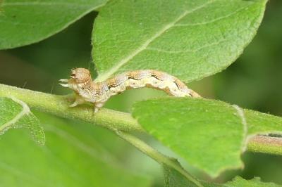 <i>Erannis defoliaria</i>