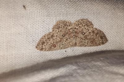 <i>Cyclophora pendularia</i>