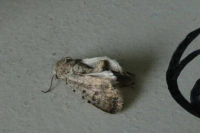 <i>Caradrina clavipalpis</i>