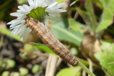 <i>Hoplodrina</i>