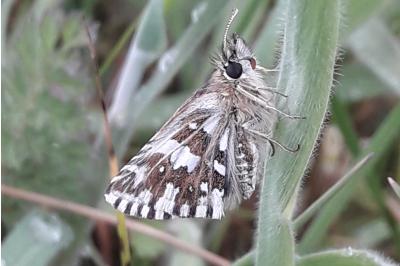 <i>Pyrgus malvae</i>