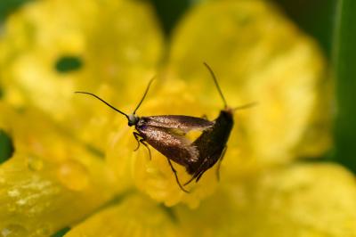 <i>Micropterix calthella</i>