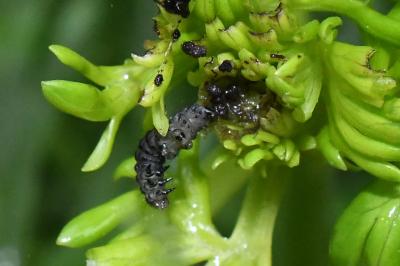 <i>Polychrysia moneta</i>