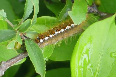 <i>Lasiocampa trifolii</i>