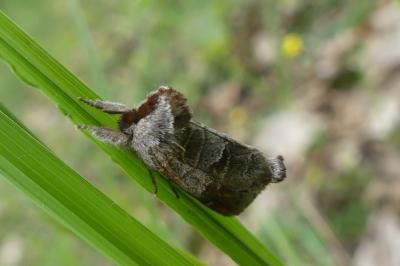 <i>Clostera pigra</i>