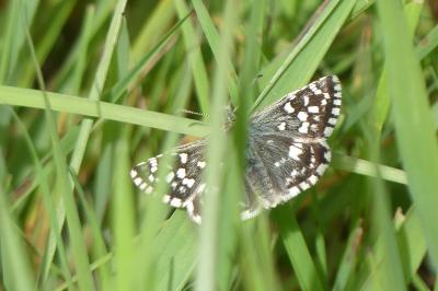 <i>Pyrgus malvae</i>