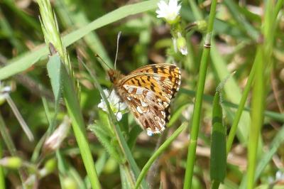 <i>Boloria dia</i>