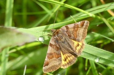 <i>Euclidia glyphica</i>