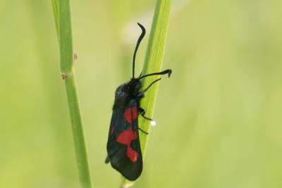 <i>Zygaena trifolii</i>