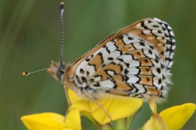 <i>Melitaea cinxia</i>