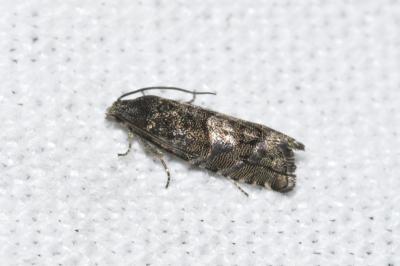 <i>Pammene splendidulana</i>