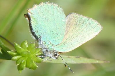<i>Callophrys rubi</i>