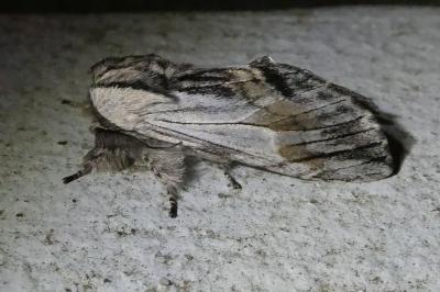 <i>Harpyia milhauseri</i>
