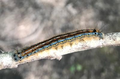 <i>Malacosoma neustria</i>