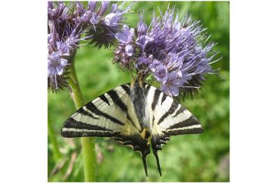 <i>Iphiclides podalirius</i>