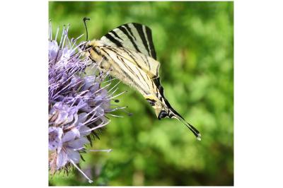 <i>Iphiclides podalirius</i>