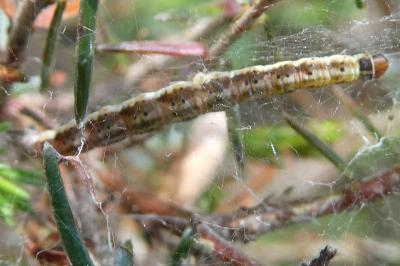 <i>Parahyponomeuta egregiella</i>