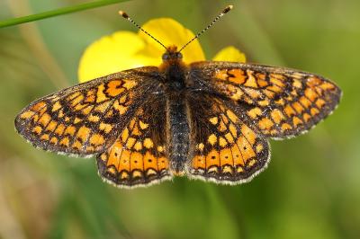 <i>Euphydryas aurinia</i>