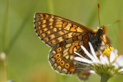 <i>Euphydryas aurinia</i>