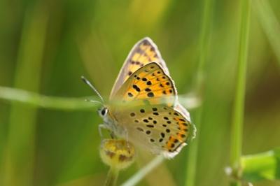 <i>Lycaena tityrus</i>