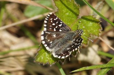 <i>Pyrgus malvae</i>