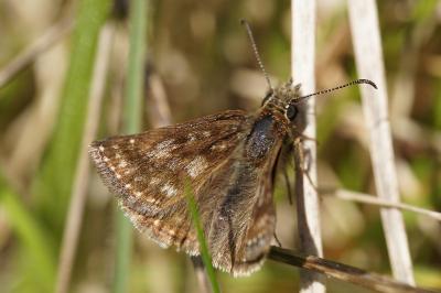<i>Erynnis tages</i>