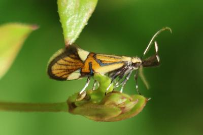 <i>Alabonia geoffrella</i>